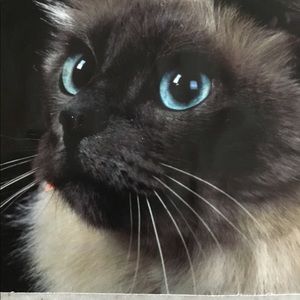 🚫🚫FOR MY NEW FRIEND🚫🚫